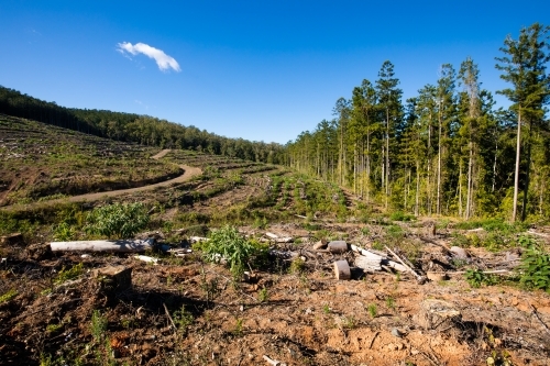 Cleared areas of a recently harvested hoop pine plantation near Kenilworth - Australian Stock Image