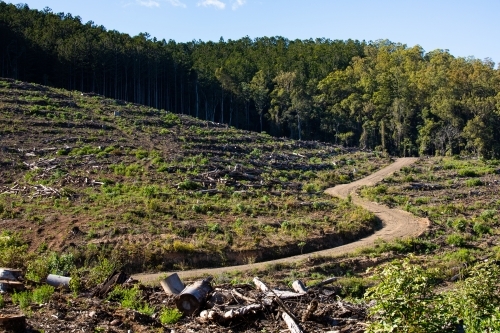 Cleared areas of a recently harvested hoop pine plantation near Kenilworth - Australian Stock Image