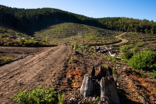 Cleared areas of a recently harvested hoop pine plantation near Kenilworth - Australian Stock Image