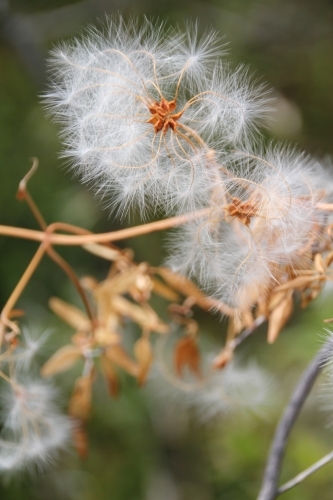 Clematis seed head - Australian Stock Image