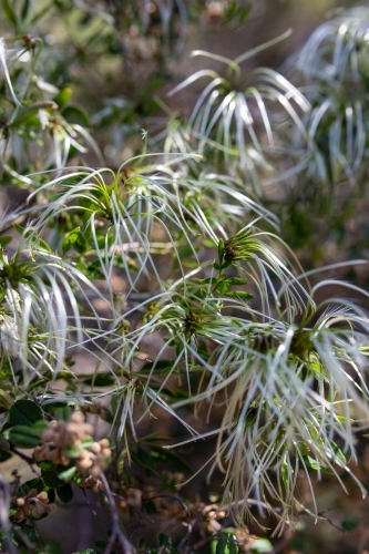 Clematis seed heads - Australian Stock Image