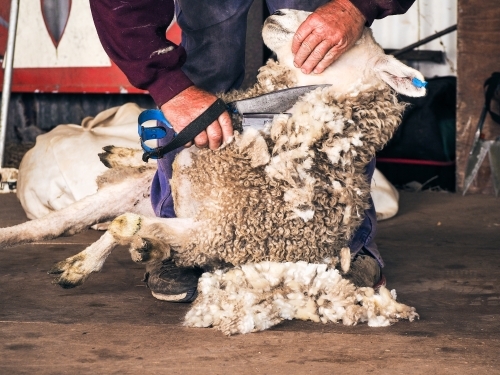 Click go the hand shears whilst shearing the sheep