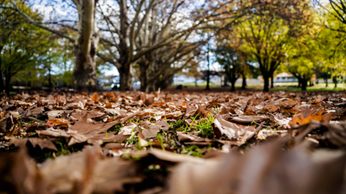 Close of autumn leaves on the ground - Australian Stock Image