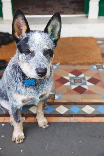 Close up Australian Blue Heeler Cattle dog - Australian Stock Image