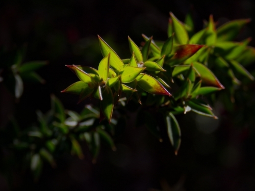 Close up backlit detail of native leaves - Australian Stock Image