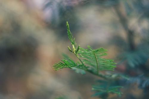 Close up delicate leaves of a bush plant - Australian Stock Image