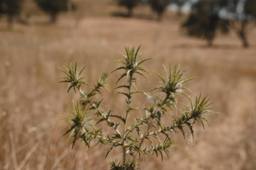 Close up detail of a spiky green thistle in a dry summer paddock - Australian Stock Image