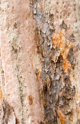 Close up detail of angophera tree trunk with peeling bark revealing pink and orange colour - Australian Stock Image