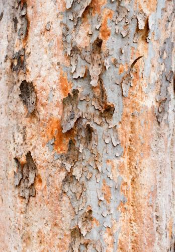 Close up detail of angophera tree trunk with peeling bark revealing pink and orange colour - Australian Stock Image
