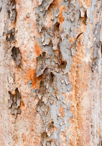 Close up detail of angophera tree trunk with peeling bark revealing pink and orange colour