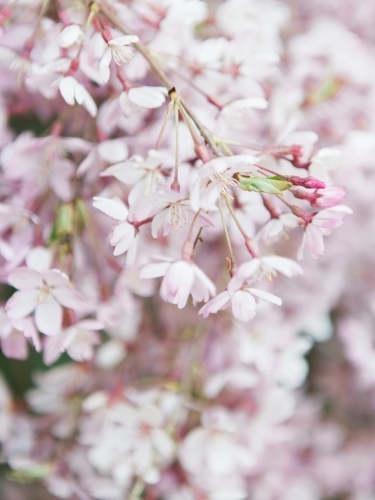 Close up detail of pink blossoms - Australian Stock Image