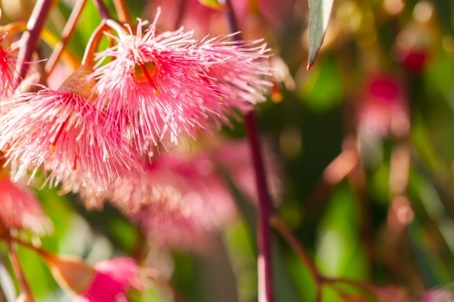 Close up detail of pink gum blossom