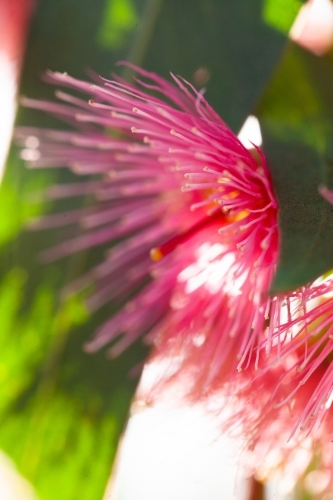 Close up detail of pink gum blossom - Australian Stock Image