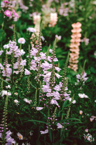 Close-up flowers of obedient plant in garden - Australian Stock Image