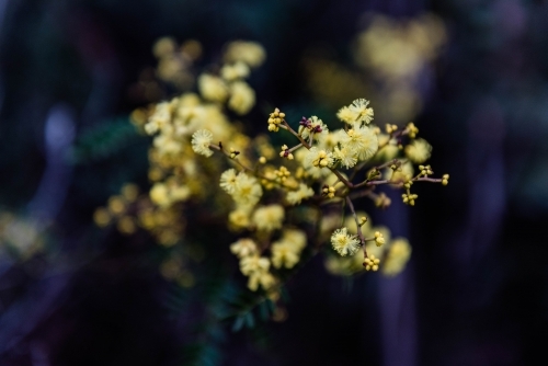 Close up fo wattle sprig - Australian Stock Image