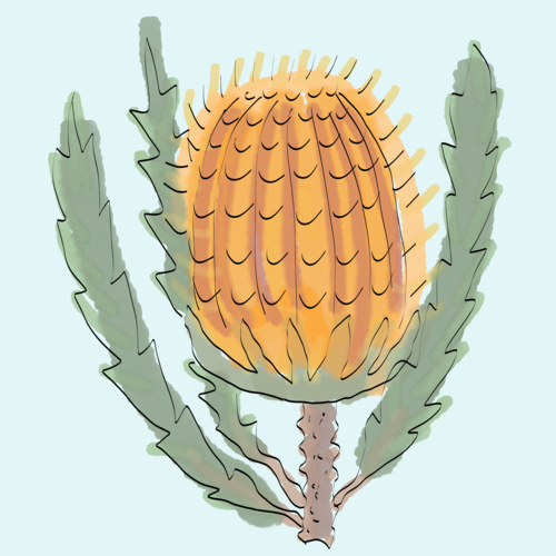 Close up hand drawn single stem orange banksia flower and green leaves with blue background - Australian Stock Image