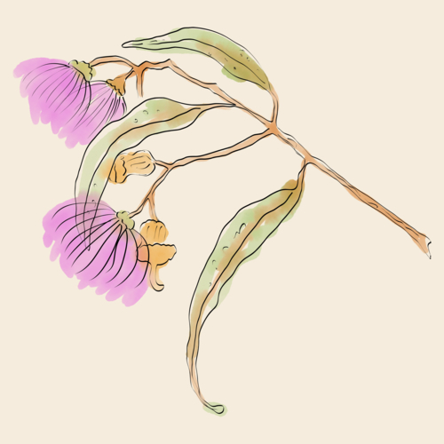 Close up hand drawn twig with pink flowering gum, nuts and leaves on beige background - Australian Stock Image