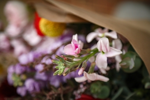 Close up image of a bunch of fresh cut cottage flowers - Australian Stock Image