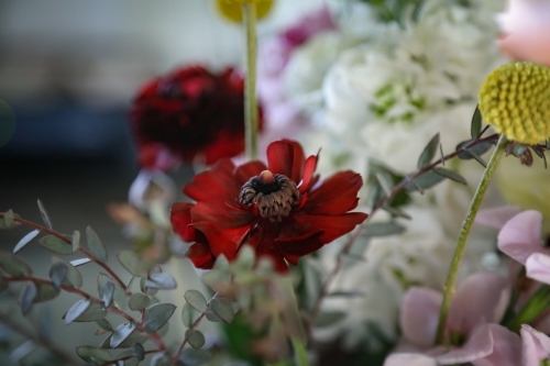 Close up image of a bunch of fresh cut cottage flowers - Australian Stock Image