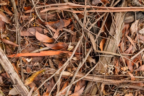 Close up image of the ground of a forest with sticks, twigs, leaves of oranges, browns, grey