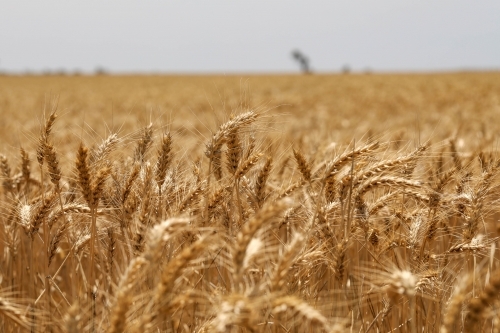 Close up image of wheat crop growing in paddock - Australian Stock Image