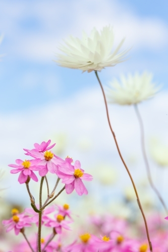 Close up low view of pink and white everlastings
