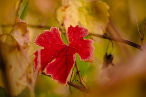 Close-up macro of a red vine leaf at vintage time with autumn colours