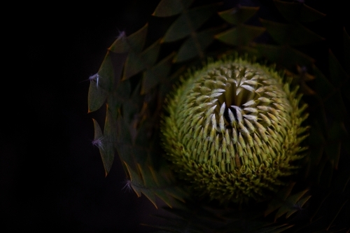 Close up of  a Banksia Baxteri - Australian Stock Image