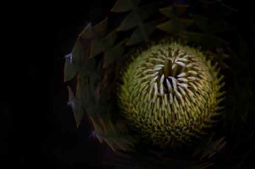 Close up of  a Banksia Baxteri