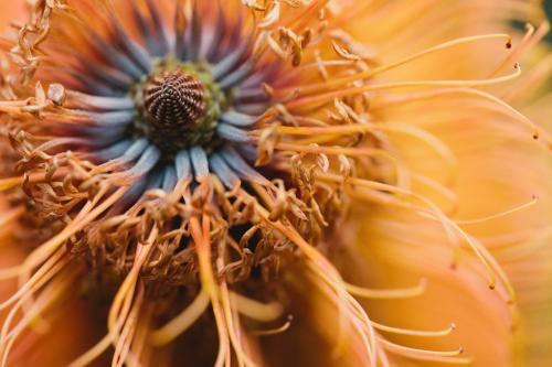 Close up of a Banksia flower