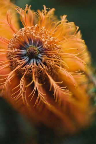 Close up of a Banksia flower - Australian Stock Image