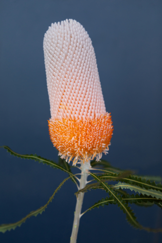 Close-up of a Banksia flower transitioning from a soft cream tone to a vibrant orange base - Australian Stock Image
