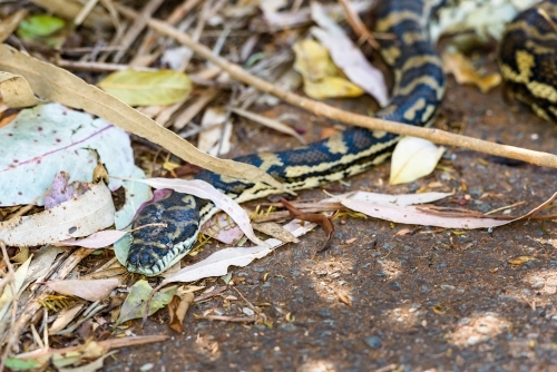 Close up of a beautiful patterned snake in the road side leaf litter - Australian Stock Image