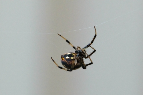 Close up of a black and yellow spider climbing on a spider web