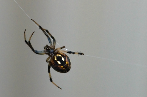 Close up of a Black and yellow spider handing on a strand of web