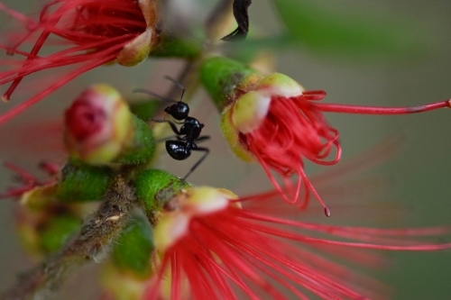 Close up of a black ant on a bottle brush flower