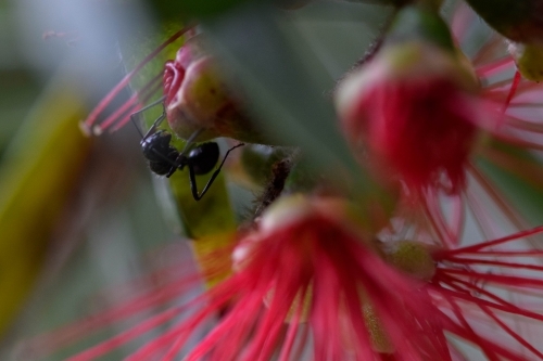 Close up of a black ant on a bottlebrush flower