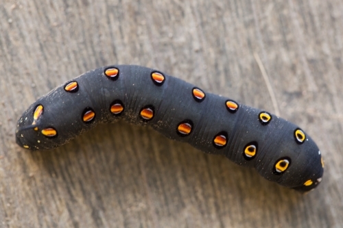 Close up of a black caterpillar with orange spots - Australian Stock Image
