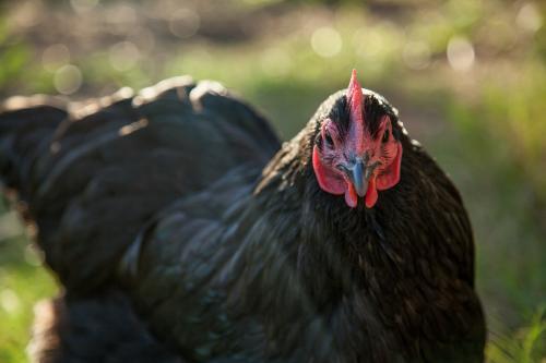 Close up of a black hen - Australian Stock Image