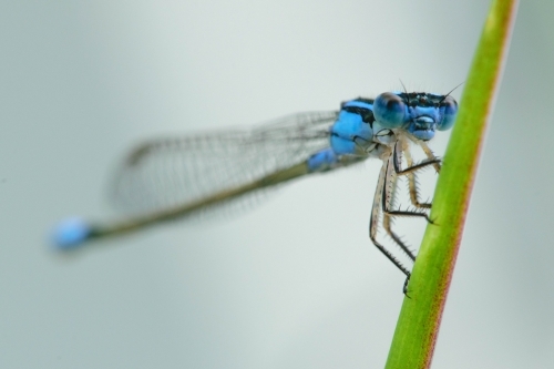 Close up of a blue damselfly sitting on a green leaf