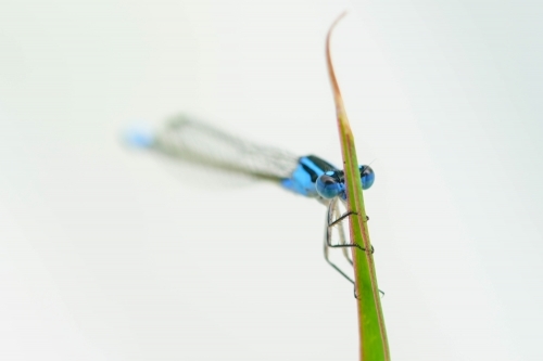 Close up of a blue damselfly sitting on a green leaf - Australian Stock Image