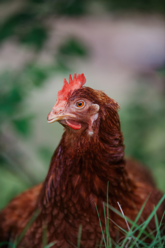 Close up of a brown chicken - Australian Stock Image