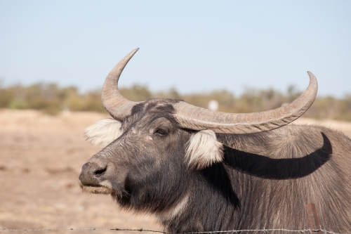 Close up of a buffalo bull in a dry paddock