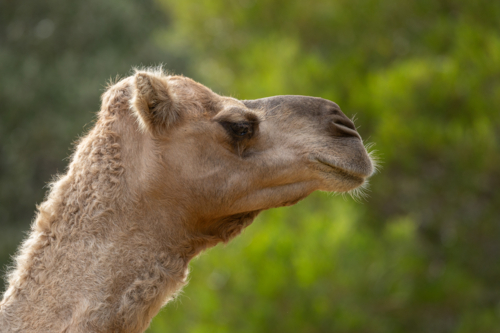Close up of a camel's head - Australian Stock Image
