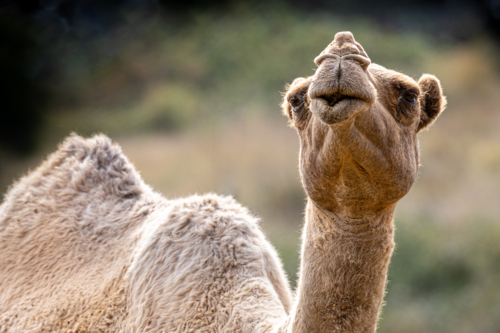 Close up of a camel's head - Australian Stock Image