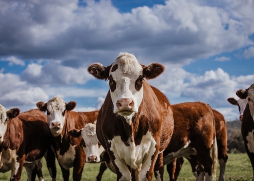Close-up of a cattle in a herd gazing at the camera - Australian Stock Image