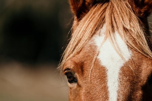 close up of a chestnut horse face - Australian Stock Image