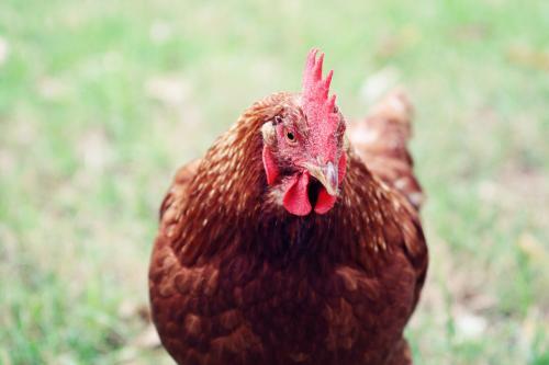 Close up of a chicken - Australian Stock Image