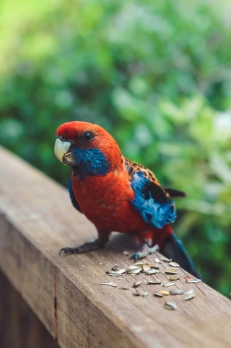 Close up of a colourful crimson rosella sitting on a veranda railing eating seeds - Australian Stock Image
