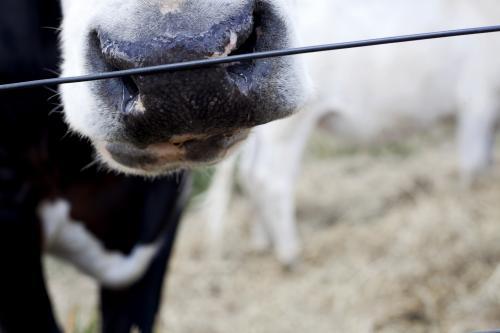Close up of a cow's nose. - Australian Stock Image